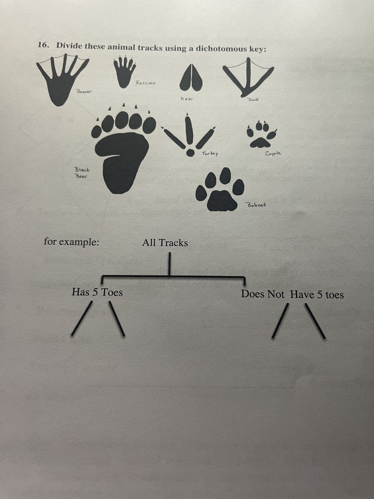 16. Divide these animal tracks using a dichotomous key:
Beaver
Black
Bear
for example:
Has 5 Toes
/1
Raccoon
Deer
All Tracks
Turkey
Duck
Coyote
Bobcat
Does Not Have 5 toes
/\