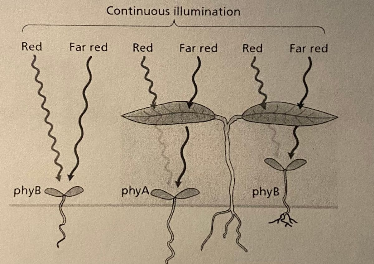 Red
phyB
Continuous illumination
Far red
fon
Red
phyA
Far red
Red
M
phyB
Far red