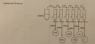 Calculate the CFU per mi
SAMPLE
.00000
1000
1000
2000
Հ
Conf.
>500
TNTC
400
inale mede m'ass no
1000