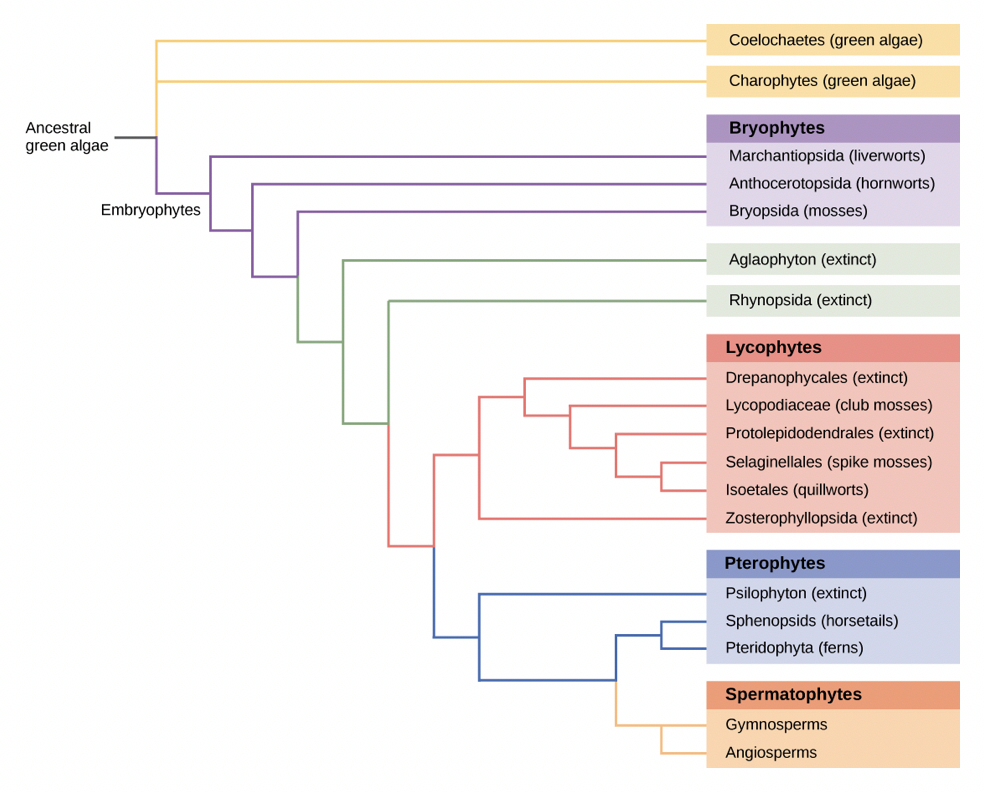 Coelochaetes (green algae)
Charophytes (green algae)
Ancestral
Bryophytes
green algae
Marchantiopsida (liverworts)
Anthocerotopsida (hornworts)
Embryophytes
Bryopsida (mosses)
Aglaophyton (extinct)
Rhynopsida (extinct)
Lycophytes
Drepanophycales (extinct)
Lycopodiaceae (club mosses)
Protolepidodendrales (extinct)
Selaginellales (spike mosses)
Isoetales (quillworts)
Zosterophyllopsida (extinct)
Pterophytes
Psilophyton (extinct)
Sphenopsids (horsetails)
Pteridophyta (ferns)
Spermatophytes
Gymnosperms
Angiosperms
