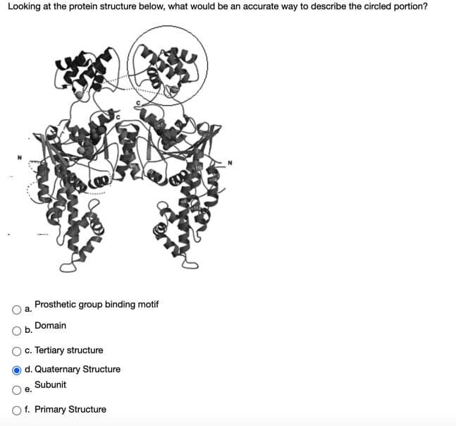 Looking at the protein structure below, what would be an accurate way to describe the circled portion?
Prosthetic group binding motif
a.
Domain
c. Tertiary structure
d. Quaternary Structure
Subunit
Of. Primary Structure
