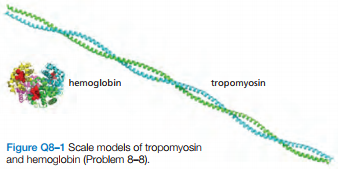 hemoglobin
tropomyosin
Figure Q8-1 Scale models of tropomyosin
and hemoglobin (Problem 8-8).
