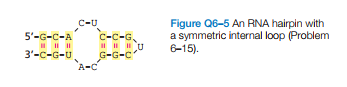 Figure Q6-5 An RNA hairpin with
a symmetric internal loop (Problem
6-15).
C-U
5'-G-C-A
C-C-G,
G-G-c
A-C
3'-c-G-U
