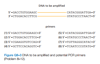 DNA to be amplified
5'-GACCTGTGGAAGC
3'-CTGGACACCTTCG
CATACGGGATTGA-3'
GTATGCCCTAACT-5'
primers
(1) 5'-GACCTGTGGAAGC-3'
(2) 5'-CTGGACACCTTCG-3'
(5) 5'-CATACGGGATTGA-3'
(6) 5'-GTATGCССТААСТ-3"
(3) 5'-CGAAGGTGTCCAG-3'
(7) 5'-TGTTAGGGCATAC-3'
(4) 5'-GCTTCCACAGGTC-3'
(8) 5'-TCAATCCCGTATG-3'
Figure Q8-3 DNA to be amplified and potential PCR primers
(Problem 8-12).
