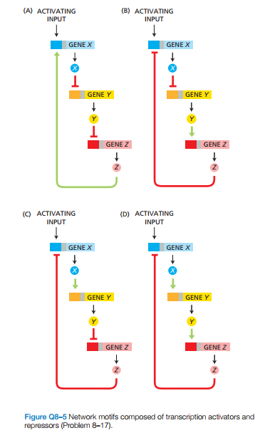 (A) ACTIVATING
(B) ACTIVATING
INPUT
INPUT
GENE X
GENE X
GENE Y
GENE Y
GENE Z
GENE Z
(C) ACTIVATING
LL
(D) ACTIVATING
INPUT
INPUT
GENE X
GENE X
GENE Y
GENE Y
GENE Z
GENE Z
Figure Q8-5 Network motifs composed of transcription activators and
repressors (Problem 8-17).
