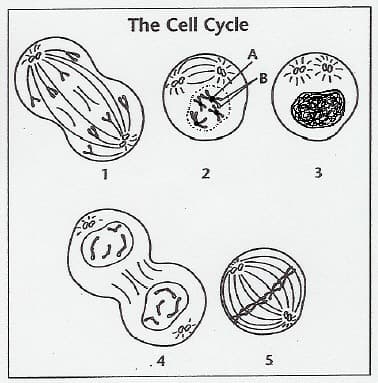 The Cell Cycle
B
1
2
1)
4
3.
