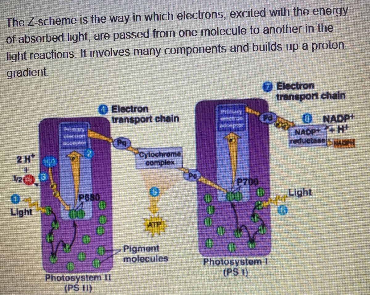 The Z-scheme is the way in which electrons, excited with the energy
of absorbed light, are passed from one molecule to another in the
light reactions. It involves many components and builds up a proton
gradient.
Electron
transport chain
O Electron
transport chain
O NADP
NADP+ +H+
NADPH
ఇ009 Les
Primary
electran
reductase
2H*
Cylochrome
complex
(Pe
V2 C
P700
P680
Light
LightN
ATP
Pigment
molecules
Photosystem 1
(PS 1)
Photosystem II
(PS II)
Pele
00
