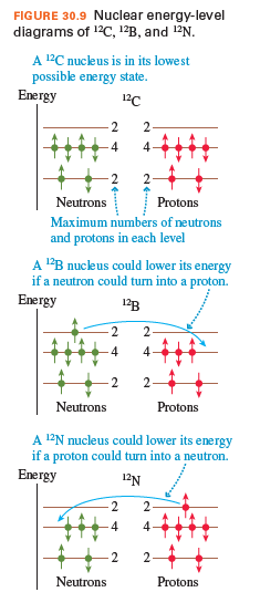 FIGURE 30.9 Nuclear energy-level
diagrams of 1?C, 1²B, and 12N.
A 2C nucleus is in its lowest
possible energy state.
Energy
2
2
4
4-
Neutrons
Protons
Maximum numbers of neutrons
and protons in each level
A l'B nucleus could lower its energy
if a neutron could turn into a proton.
Energy
2
2
4
4
2
Neutrons
Protons
A 12N nucleus could lower its energy
if a proton could turn into a neutron.
Energy
12N
2.
4
4
2
Neutrons
Protons
