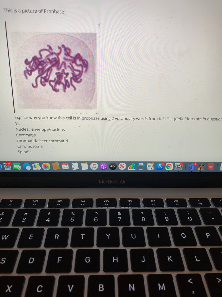 This is a picture of Prophase:
Explain why you know this cell is in prophase using 2 vocabulary words from this list (definitions are in question
1):
Nuclear envelope/nucleus
Chromatin
chromatid/sister chromatid
Chromosome
Spindle
24
étv
Aa
MacBook Air
80
888
DII
DD
F3
F4
F5
F6
F7
F8
F9
F10
@
#
$
&
з
4
6.
7
8
9
W
E
R
Y
P
D
F
G
H
J
K
>
V
M.
V
B
