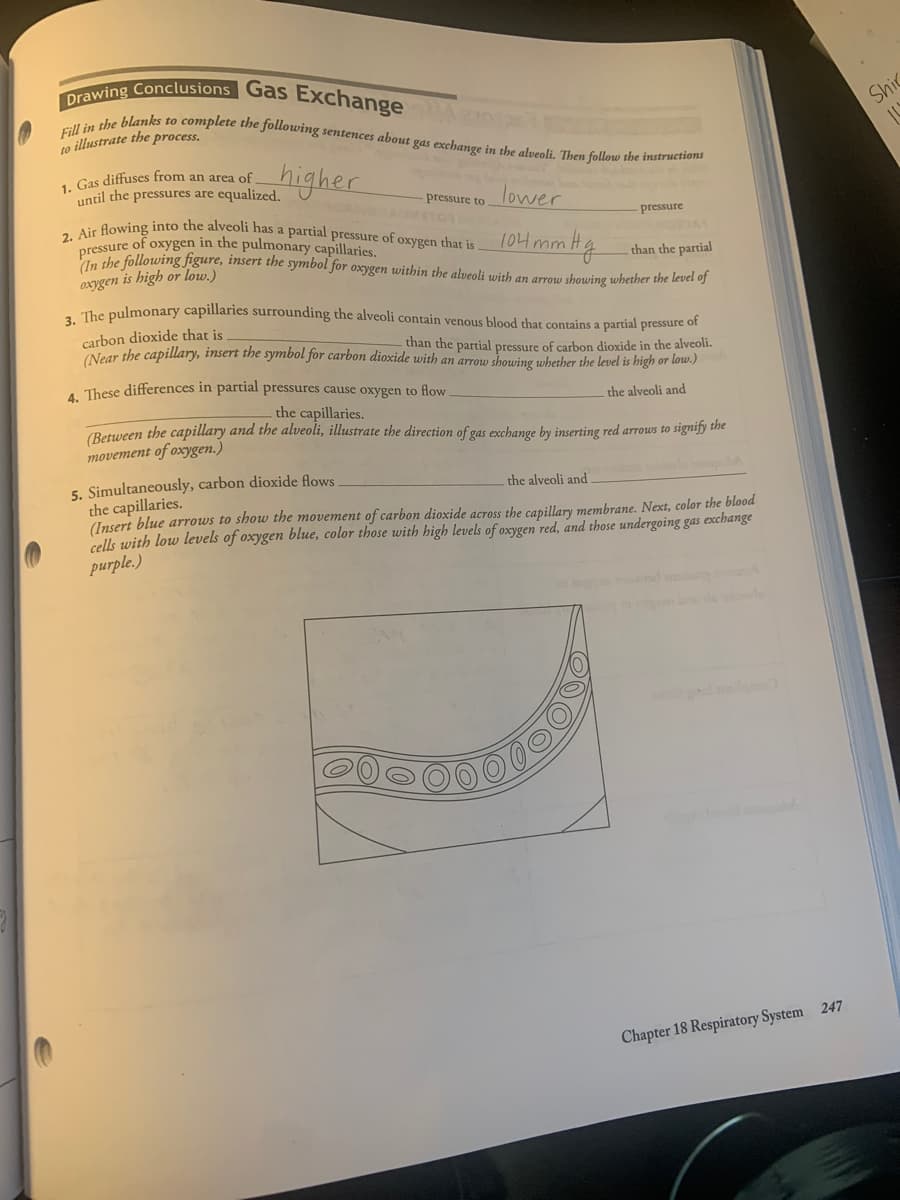 2. Air flowing into the alveoli has a partial pressure of oxygen that is.
Fill in the blanks to complete the following sentences about gas exchange in the alveoli. Then follow the instructions
wing Conclusions Gas Exchange
Shic
to illustrate the process.
- Gas diffuses from an area of
until the pressures are equalized.
higher
lower
pressure to
A TON
pressure
104 mm Hg
pressure of oxygen in the pulmonary capillaries.
Pin the following figure, insert the symbol for oxygen within the alveoli with an arrow showing whether the level oJ
than the partial
0xygen is high or low.)
The pulmonary capillaries surrounding the alveoli contain venous blood that contains a partial pressure of
carbon dioxide that is
(Near the capillary, insert the symbol for carbon dioxide with an arrow showing whether the level is high or low.)
than the partial pressure of carbon dioxide in the alveoli.
. These differences in partial pressures cause oxygen to flow
the alveoli and
the capillaries.
(Between the capillary and the alveoli, illustrate the direction of gas exchange by inserting red arrows to signify the
тovement of oхудеп.)
5. Simultaneously, carbon dioxide flows
the capillaries.
(Insert blue arrows to show the movement of carbon dioxide across the capillary membrane. Next, color the blood
ells with low levels of oxygen blue, color those uwith high levels of oxygen red, and those undergoing gas exchange
the alveoli and
purple.)
d
Chapter 18 Respiratory System 247
