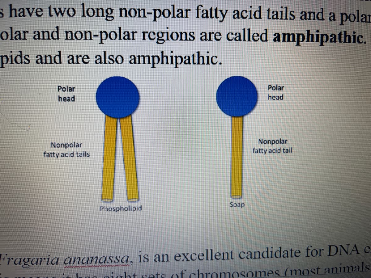 s have two long non-polar fatty acid tails and a polar
olar and non-polar regions are called amphipathic.
pids and are also amphipathic.
Polar
head
Nonpolar
fatty acid tails
Phospholipid
Soap
Polar
head
Nonpolar
fatty acid tail
Fragaria ananassa, is an excellent candidate for DNA e
ight sets of chromosomes (most animals