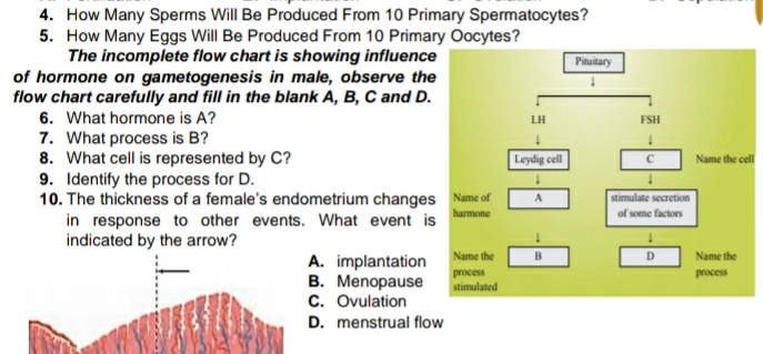4. How Many Sperms Will Be Produced From 10 Primary Spermatocytes?
5. How Many Eggs Will Be Produced From 10 Primary Oocytes?
The incomplete flow chart is showing influence
of hormone on gametogenesis in male, observe the
flow chart carefully and fill in the blank A, B, C and D.
Pinuitary
6. What hormone is A?
7. What process is B?
8. What cell is represented by C?
9. Identify the process for D.
10. The thickness of a female's endometrium changes Name of
in response to other events. What event is
indicated by the arrow?
LH
FSH
Leydig cell
Name the cell
A
stimulate secretion
harmone
of some factors
Name the
Name the
A. implantation
B. Menopause
C. Ovulation
D. menstrual flow
process
process
stimulated

