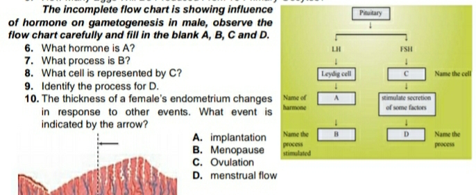 The incomplete flow chart is showing influence
of hormone on gametogenesis in male, observe the
flow chart carefully and fill in the blank A, B, C and D.
6. What hormone is A?
Pituitary
LH
FSH
7. What process is B?
8. What cell is represented by C?
9. Identify the process for D.
10. The thickness of a female's endometrium changes Name of
in response to other events. What event is
indicated by the arrow?
Leydig cell
Name the cell
stimulate secretion
harmone
of some factors
Name the
Name the
A. implantation
B. Menopause
C. Ovulation
D. menstrual flow
process
process
stimulated
