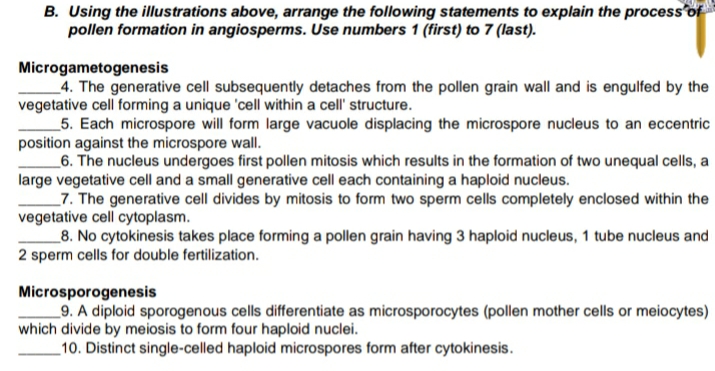 B. Using the illustrations above, arrange the following statements to explain the process of
pollen formation in angiosperms. Use numbers 1 (first) to 7 (last).
Microgametogenesis
_4. The generative cell subsequently detaches from the pollen grain wall and is engulfed by the
vegetative cell forming a unique 'cell within a cell' structure.
5. Each microspore will form large vacuole displacing the microspore nucleus to an eccentric
position against the microspore wall.
_6. The nucleus undergoes first pollen mitosis which results in the formation of two unequal cells, a
large vegetative cell and a small generative cell each containing a haploid nucleus.
_7. The generative cell divides by mitosis to form two sperm cells completely enclosed within the
vegetative cell cytoplasm.
_8. No cytokinesis takes place forming a pollen grain having 3 haploid nucleus, 1 tube nucleus and
2 sperm cells for double fertilization.
Microsporogenesis
_9. A diploid sporogenous cells differentiate as microsporocytes (pollen mother cells or meiocytes)
which divide by meiosis to form four haploid nuclei.
_10. Distinct single-celled haploid microspores form after cytokinesis.
