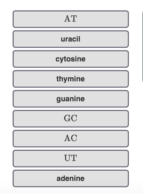 АТ
uracil
cytosine
thymine
guanine
GC
АС
UT
adenine
