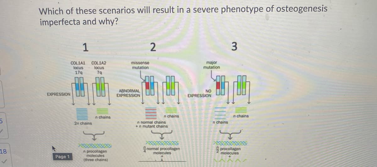 Which of these scenarios will result in a severe phenotype of osteogenesis
imperfecta and why?
1
2
major
mutation
missense
COLIA1
locus
179
COLIA2
locus
79
mutation
EXPRESSION
ABNORMAL
EXPRESSION
NO
EXPRESSION
n chains
n normal chains
+n mutant chains
n chains
n chains
2n chains
n chains
18
normal procollagen
molecules
S procollagen
molecules
n procollagen
molecules
(three chains)
Page 1
