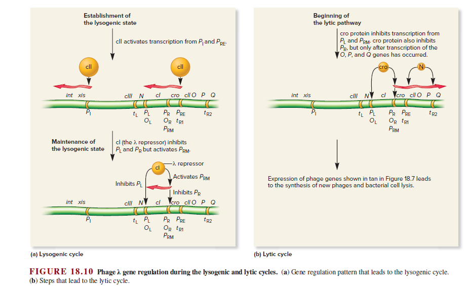 Establishment of
Beginning of
the lytic pathway
the lysogenic state
cro protein inhibits transcription from
PL and PRM- cro protein also inhibits
PR. but only after transcription of the
10, P, and O genes has occurred.
cll activates transcription from Pand PRE-
cll
ll
cro
int xis
cll N
cl
cго cllo P о
int xis
clll NV cl
cro cll O P Q
Pi
PR PRE
OR tRI
OL
Рем
tr2
PR PRE
OR tRI
OL
Рем
t PL
ti PL
tp2
Maintenance of
cl (the à repressor) inhibits
the lysogenic state P and PR but activates PRM-
-a repressor
Activates PRM
Expression of phage genes shown in tan in Figure 18.7 leads
to the synthesis of new phages and bacterial cell lysis.
Inhibits P
Inhibits PR
int xis
cll NV c/
cro cll O P Q
Pi
PR PRE
tr2
OL
OR tRI
PRM
(a) Lysogenic cycle
(b) Lytic cycle
FIGURE 18.10 Phage 2 gene regulation during the lysogenic and lytic cycles. (a) Gene regulation pattern that leads to the lysogenic cycle.
(b) Steps that lead to the lytic cycle.
