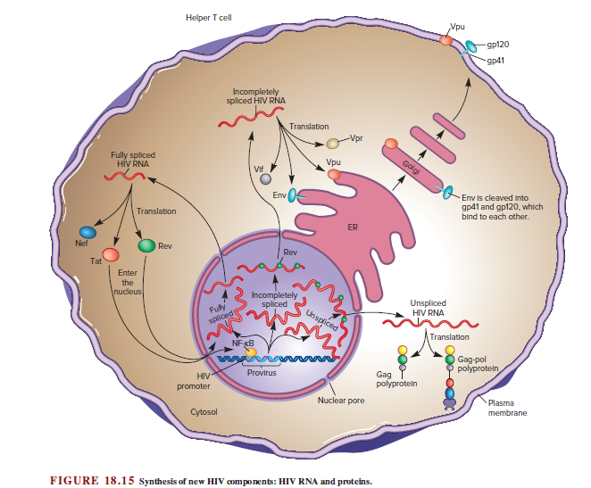 Helper T cell
Vpu
gp120
др41
Incompletely
spliced HIV RNA
Translation
Vpr
Fully spliced
HIV RNA
Vpu
Vif
Env
Env is cleaved Into
gp41 and gp120, which
bind to each other.
Translation
ER
Nef
Rev
Rev
Tat
Enter
the
nucleus
Incompletely
spliced
Fuly
spliced
Unspliced
HIV RNA
Unspliced
Translation
NF-xB
Gag-pol
polyprotein
Provirus
HIV
promoter
Gag
polyproteln
Nuclear pore
Plasma
Cytosol
membrane
FIGURE 18.15 Synthesis of new HIV components: HIV RNA and proteins.
Golg
