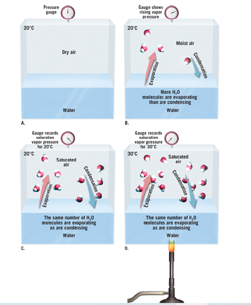 Pressure
gauge
Gauge shows
rising vapor
pressure
20°C
20°C
Moist air
Dry air
More H,0
molecules are evaporating
than are condensing
Water
Water
A.
В.
Gauge records
saturation
Gauge records
saturation
vapor pressure
for 20°C
20°C
vapor pressure
for 30°C
30°C
Saturated
air
Saturated
air
The same number of H,0
molecules are evaporating
as are condensing
The same number of H,0
molecules are evaporating
as are condensing
Water
Water
C.
D.
Condensation
Evaporation
Condensation
Condensation
Evaporation
Evaporation
