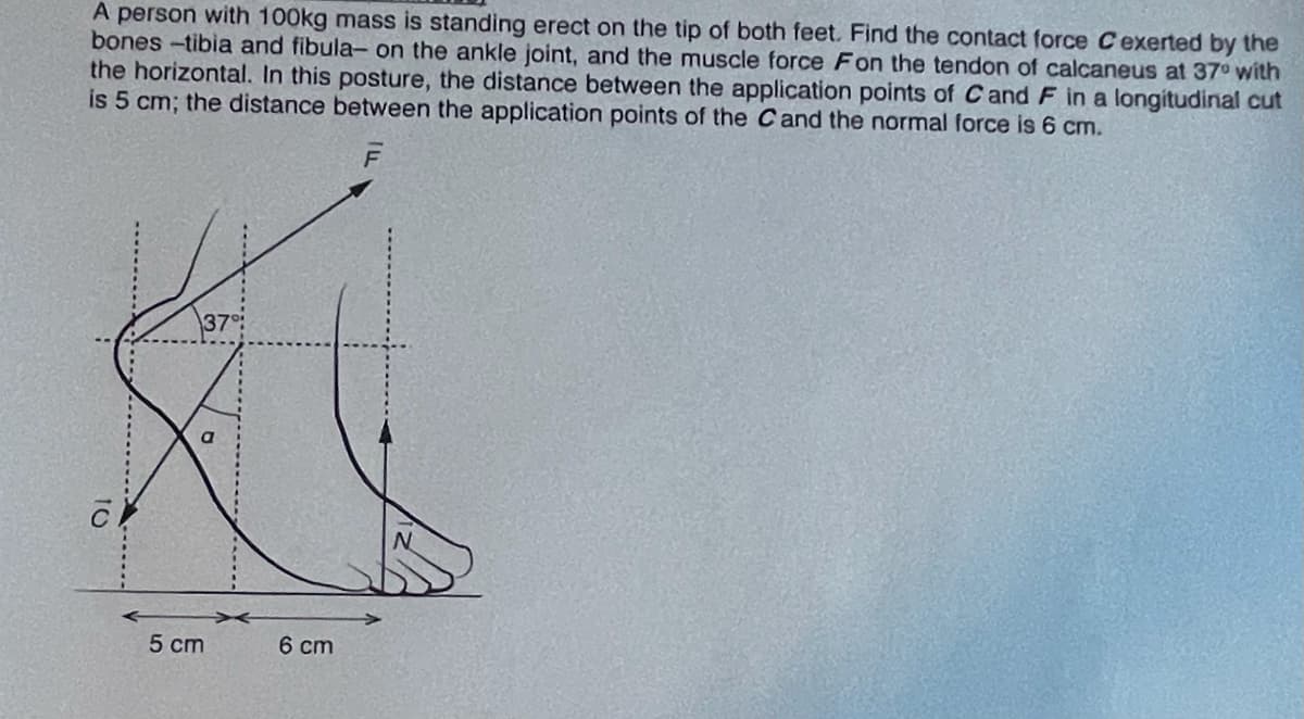 A person with 100kg mass is standing erect on the tip of both feet. Find the contact force Cexerted by the
bones -tibia and fibula- on the ankle joint, and the muscle force Fon the tendon of calcaneus at 37° with
the horizontal. In this posture, the distance between the application points of Cand F in a longitudinal cut
is 5 cm; the distance between the application points of the Cand the normal force is 6 cm.
F
37
5 cm
6 cm
