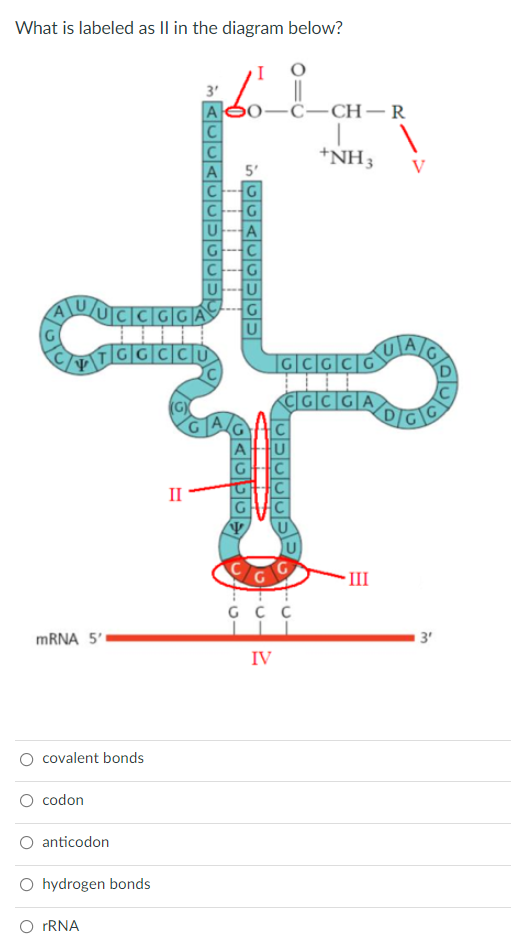 What is labeled as II in the diagram below?
3'
[A]
U/UCCGGA
Iccuc
TGGCCU
II
mRNA 5'
covalent bonds
codon
O anticodon
O hydrogen bonds
O rRNA
0-C-CH-R
1
+NH 3
5'
G
G
U A
]c|c|c|c|6
CGCGA
-III
পিতাতা ----
ссс
IV
V
13'