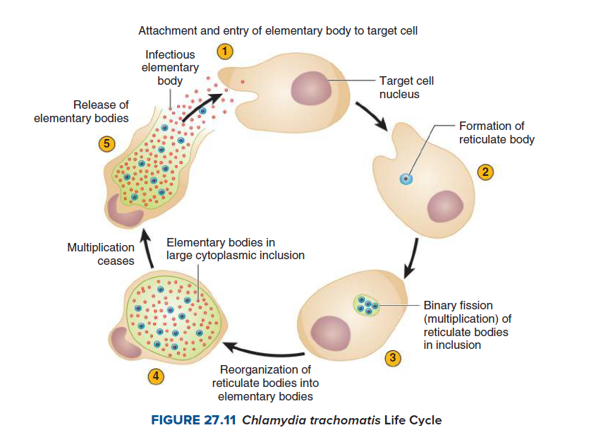 Attachment and entry of elementary body to target cell
Infectious
elementary
body
Target cell
nucleus
Release of
elementary bodies
Formation of
5
reticulate body
Elementary bodies in
large cytoplasmic inclusion
Multiplication
ceases
Binary fission
(multiplication) of
reticulate bodies
in inclusion
3
4
Reorganization of
reticulate bodies into
elementary bodies
FIGURE 27.11 Chlamydia trachomatis Life Cycle
2)
