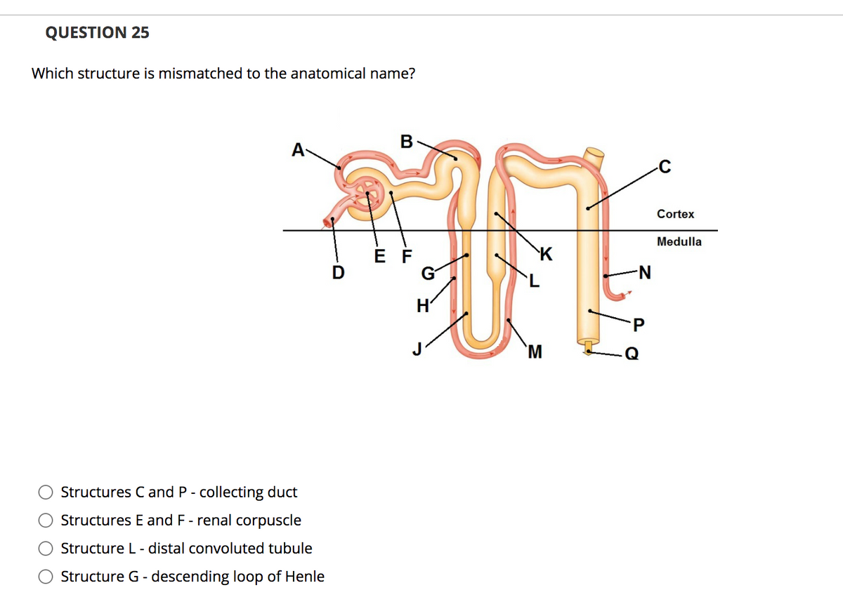 QUESTION 25
Which structure is mismatched to the anatomical name?
B.
A
Cortex
Medulla
E F
G
N-
H'
`M
Structures C and P - collecting duct
Structures E and F - renal corpuscle
Structure L- distal convoluted tubule
Structure G - descending loop of Henle
