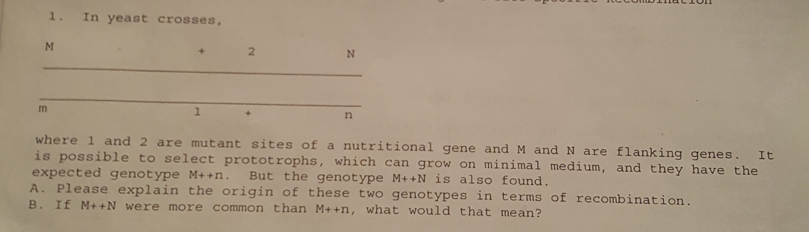 7022IDJITI atiO1l
In yeast crosses,
M.
2
where 1 and 2 are mutant sites of a nutritional gene and M and N are flanking genes.
is possible to select prototrophs, which can grow on minimal medium, and they have the
expected genotype M++n. But the genotype M++N_is also found.
A. Please explain the origin of these two genotypes in terms of recombination.
B. If M++N were more common than M++n, what would that mean?

