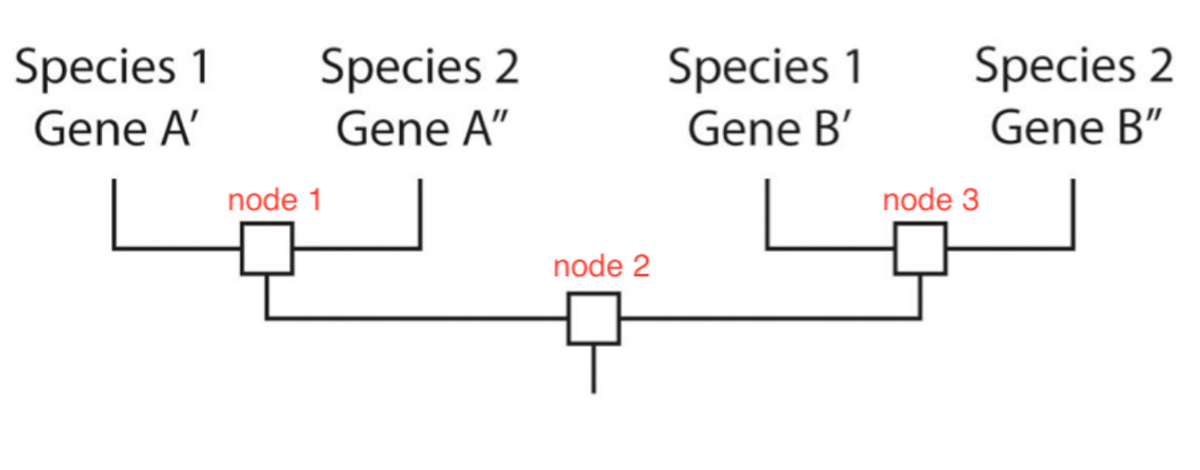Species 1
Gene B'
Species 1
Species 2
Species 2
Gene A'
Gene A"
Gene B"
node 1
node 3
node 2
