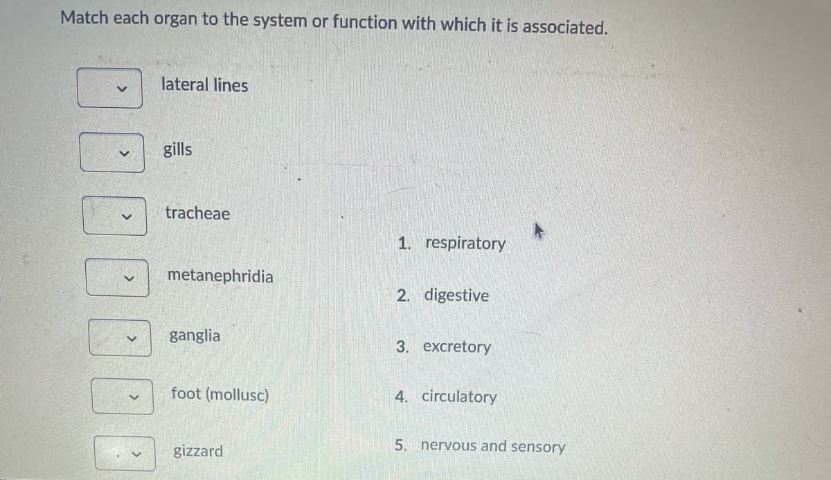 Match each organ to the system or function with which it is associated.
lateral lines
gills
tracheae
1. respiratory
metanephridia
2. digestive
ganglia
3. excretory
foot (mollusc)
4. circulatory
5. nervous and sensory
gizzard

