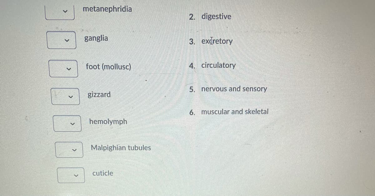 metanephridia
2. digestive
ganglia
3. exdretory
foot (mollusc)
4. circulatory
5. nervous and sensory
gizzard
6. muscular and skeletal
hemolymph
Malpighian tubules
cuticle
