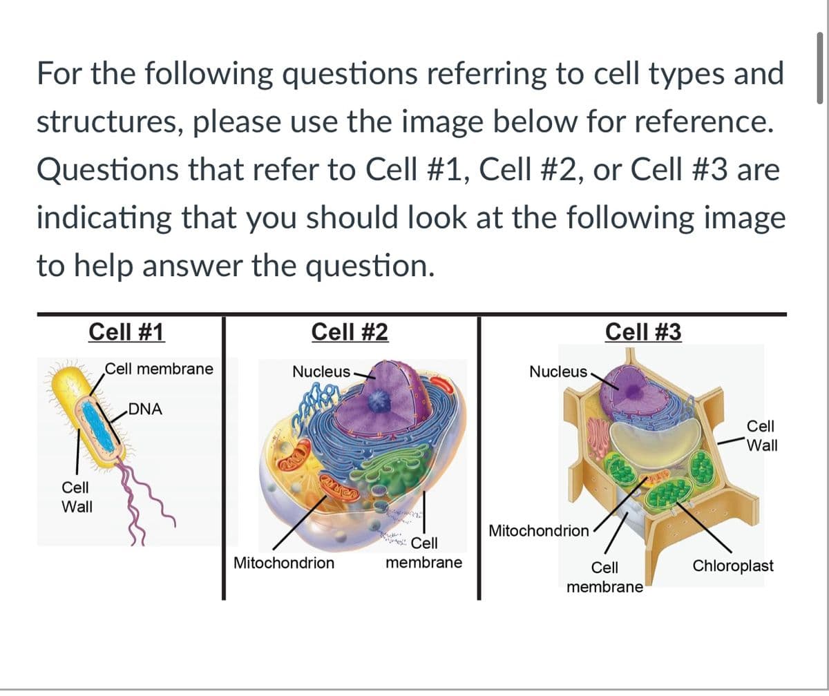 For the following questions referring to cell types and
structures, please use the image below for reference.
Questions that refer to Cell #1, Cell #2, or Cell #3 are
indicating that you should look at the following image
to help answer the question.
Cell #1
Cell #2
Cell #3
Cell membrane
Nucleus -
Nucleus
DNA
Cell
Wall
Cell
Wall
Mitochondrion
: Cll
Mitochondrion
membrane
Cll
Chloroplast
membrane
