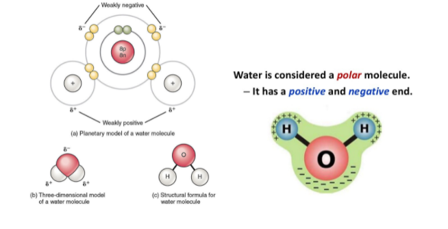 Weakly negative
Water is considered a polar molecule.
- It has a positive and negative end.
Weakly positive -
H
H
(a) Planetary model of a water molecule
(b) Three-dimensional model
of a water molecule
(c) Structural formula for
water molecule
