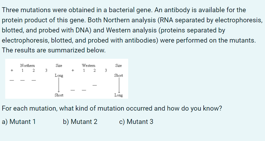 Three mutations were obtained in a bacterial gene. An antibody is available for the
protein product of this gene. Both Northern analysis (RNA separated by electrophoresis,
blotted, and probed with DNA) and Western analysis (proteins separated by
electrophoresis, blotted, and probed with antibodies) were performed on the mutants.
The results are summarized below.
Northern
Size
Western
Size
1 2
3
1 2 3
+
Long
Short
Short
Long
For each mutation, what kind of mutation occurred and how do you know?
a) Mutant 1
b) Mutant 2
c) Mutant 3

