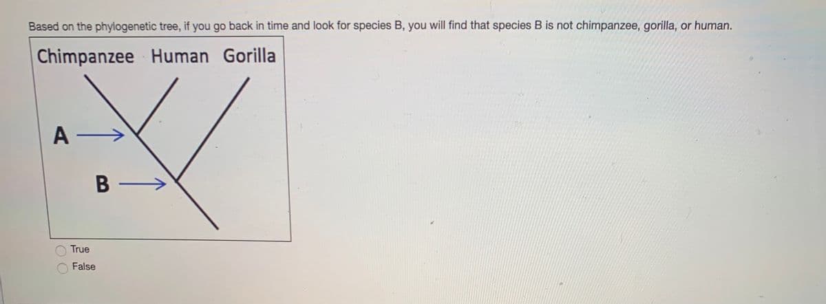 Based on the phylogenetic tree, if you go back in time and look for species B, you will find that species B is not chimpanzee, gorilla, or human.
Chimpanzee Human Gorilla
A -
В —
True
False
