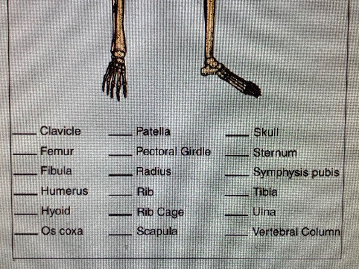 Clavicle
Patella
Skull
Femur
Pectoral Girdle
Sternum
Fibula
Radius
Symphysis pubis
Humerus
Rib
Tibia
Hyoid
Rib Cage
Ulna
Os coxa
Scapula
Vertebral Column
