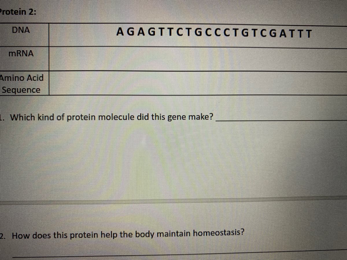 Protein 2:
DNA
AGAGTTCTGCCCTGTCGATTT
MRNA
Amino Acid
Sequence
1. Which kind of protein molecule did this gene make?
2. How does this protein help the body maintain homeostasis?
