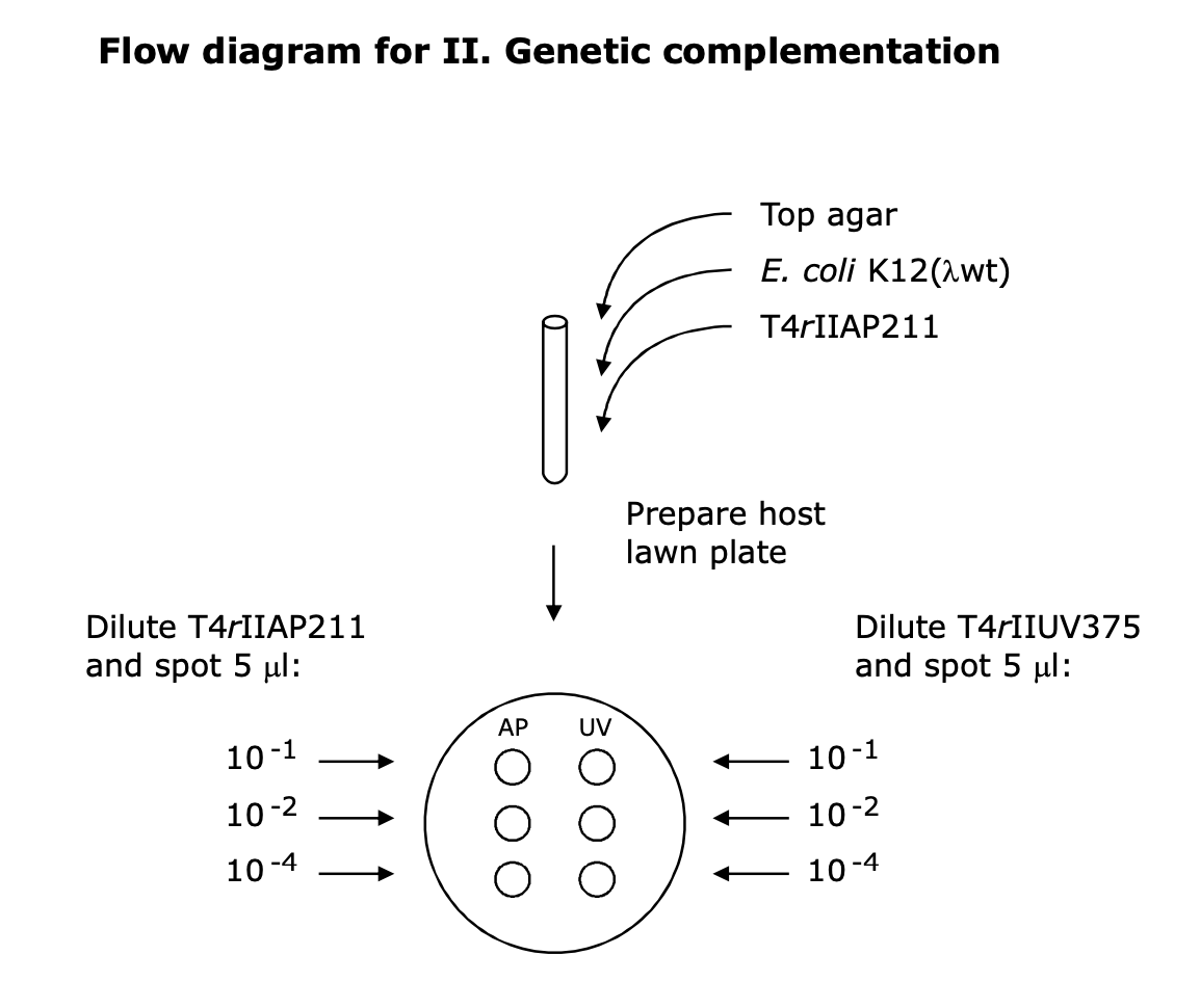Flow diagram for II. Genetic complementation
Dilute T4rIIAP211
and spot 5 μl:
10-1
10-2
10-4
AP UV
Top agar
E. coli K12(2wt)
T4rIIAP211
Prepare host
lawn plate
Dilute T4rIIUV375
and spot 5 μl:
10-1
10-2
10-4