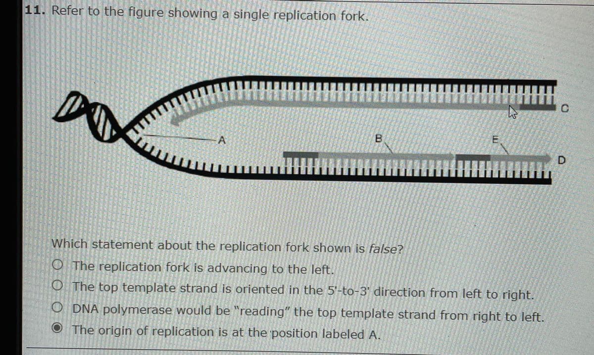 11. Refer to the figure showing a single replication fork.
Which statement about the replication fork shown is false?
O The replication fork is advancing to the left.
O The top template strand is oriented in the 5'-to-3 direction from left to right.
O DNA polymerase would be "reading" the top template strand from right to left.
The origin of replication is at the position labeled A.
