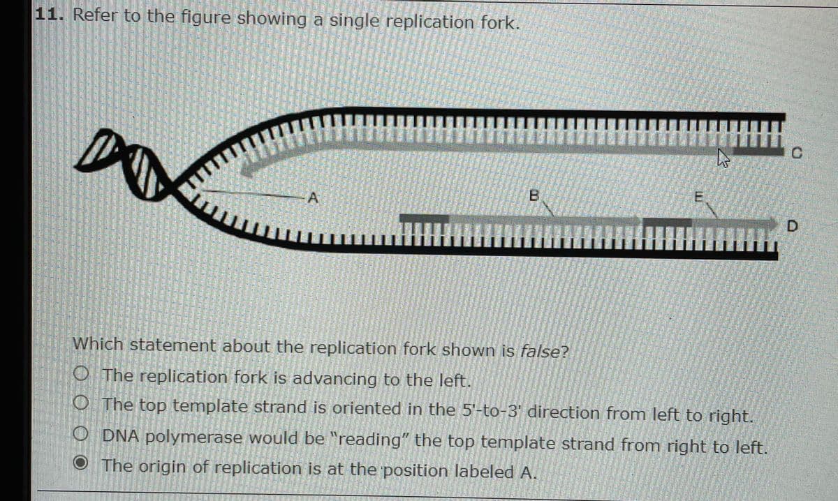 11. Refer to the figure showing a single replication fork.
D.
Which statement about the replication fork shown is false?
O The replication fork is advancing to the left.
O The top template strand is oriented in the 5'-to-3 direction from left to right.
O DNA polymerase would be "reading" the top template strand from right to left.
The origin of replication is at the position labeled A.
