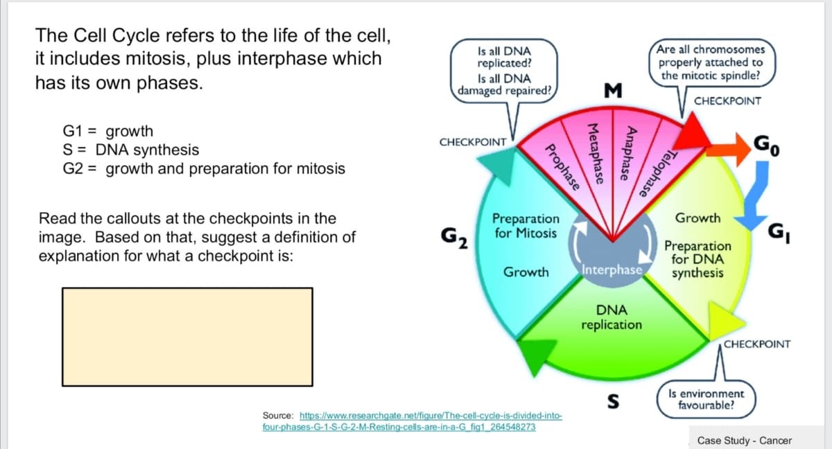 The Cell Cycle refers to the life of the cell,
it includes mitosis, plus interphase which
has its own phases.
Is all DNA
replicated?
Is all DNA
damaged repaired?
Are all chromosomes
properly attached to
the mitotic spindle?
M
CНЕСКРОINT
G1 = growth
S = DNA synthesis
G2 = growth and preparation for mitosis
Go
CНECКРOINT
Read the callouts at the checkpoints in the
image. Based on that, suggest a definition of
explanation for what a checkpoint is:
Growth
Preparation
for Mitosis
G2
Preparation
for DNA
Growth
Interphase
synthesis
DNA
replication
CHECКРOINT
Is environment
favourable?
Source: https://www.researchgate.net/figure/The-cell-cycle-is-divided-into-
four-phases-G-1-S-G-2-M-Resting-cells-are-in-a-G_fig1 264548273
Case Study - Cancer
Telophase
Anaphase
Metaphase
Prophase
