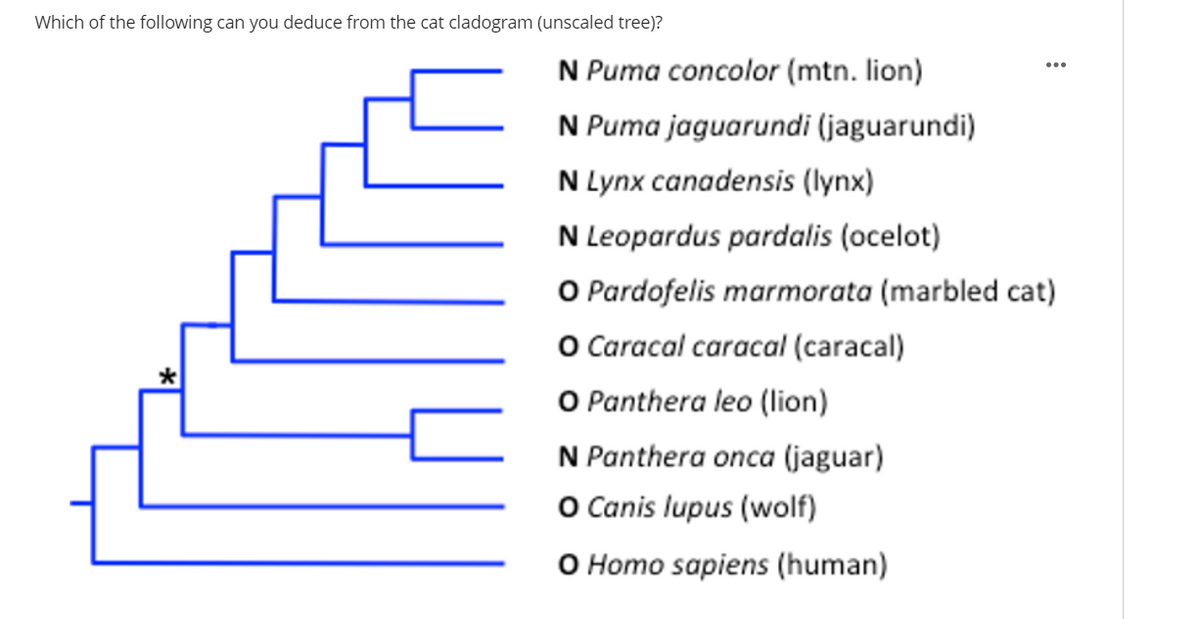 Which of the following can you deduce from the cat cladogram (unscaled tree)?
N Puma concolor (mtn. lion)
N Puma jaguarundi (jaguarundi)
N Lynx canadensis (lynx)
N Leopardus pardalis (ocelot)
O Pardofelis marmorata (marbled cat)
O Caracal caracal (caracal)
O Panthera leo (lion)
N Panthera onca (jaguar)
O Canis lupus (wolf)
O Homo sapiens (human)
