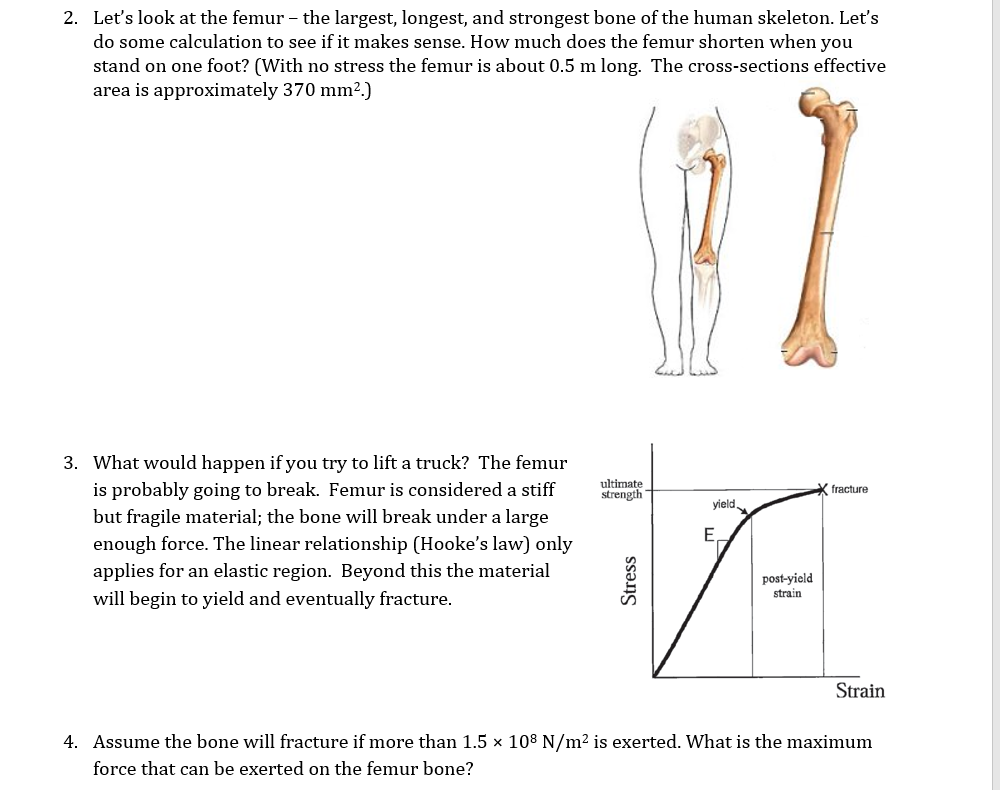 2. Let's look at the femur – the largest, longest, and strongest bone of the human skeleton. Let's
do some calculation to see if it makes sense. How much does the femur shorten when you
stand on one foot? (With no stress the femur is about 0.5 m long. The cross-sections effective
area is approximately 370 mm2.)
would happen if you try to lift a truck? The femur
is probably going to break. Femur is considered a stiff
3.
ultimate
strength
X fracture
yield
but fragile material; the bone will break under a large
E
enough force. The linear relationship (Hooke's law) only
applies for an elastic region. Beyond this the material
post-yield
strain
will begin to yield and eventually fracture.
Strain
4. Assume the bone will fracture if more than 1.5 x 108 N/m2 is exerted. What is the maximum
force that can be exerted on the femur bone?
Stress
