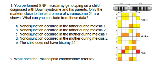 21p
21g
1. You performed SNP microaray genotyping on a child
diagnosed with Down syndrome and his parents. Only the
markers close to the centromere of chromosome 21 are
shown. What can you conclude from these data?
A.
Father
т
a. Nondisjunction occurred in the father during meiosis 1
b. Nondisjunction occurred in the father during meiosis 2
c. Nondisjunction occurred in the mother during meiosis 1
d. Nondisjunction occurred in the mother during meiosis 2
e. The child does not have trisomy 21.
A.
Mother
Child
2. What does the Philadelphia chromosome refer to?
