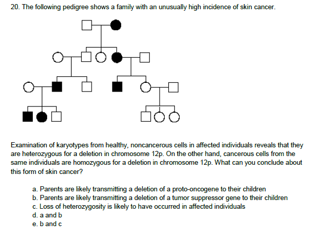 20. The following pedigree shows a family with an unusually high incidence of skin cancer.
Examination of karyotypes from healthy, noncancerous cells in affected individuals reveals that they
are heterozygous for a deletion in chromosome 12p. On the other hand, cancerous cells from the
same individuals are homozygous for a deletion in chromosome 12p. What can you conclude about
this form of skin cancer?
a. Parents are likely transmitting a deletion of a proto-oncogene to their children
b. Parents are likely transmitting a deletion of a tumor suppressor gene to their children
c. Loss of heterozygosity is likely to have occurred in affected individuals
d. a and b
e. ba
