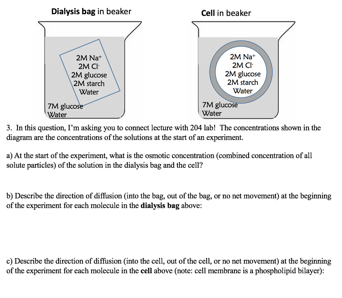 Dialysis bag in beaker
Cell in beaker
2M Nat
2M Nat
2M CI-
2M glucose
2M starch
2M CI-
2M glucose
2M starch
Water
Water
7M glucose
Water
7M glucose
Water
3. In this question, I'm asking you to connect lecture with 204 lab! The concentrations shown in the
diagram are the concentrations of the solutions at the start of an experiment.
a) At the start of the experiment, what is the osmotic concentration (combined concentration of all
solute particles) of the solution in the dialysis bag and the cell?
b) Describe the direction of diffusion (into the bag, out of the bag, or no net movement) at the beginning
of the experiment for each molecule in the dialysis bag above:
c) Describe the direction of diffusion (into the cell, out of the cell, or no net movement) at the beginning
of the experiment for each molecule in the cell above (note: cell membrane is a phospholipid bilayer):
