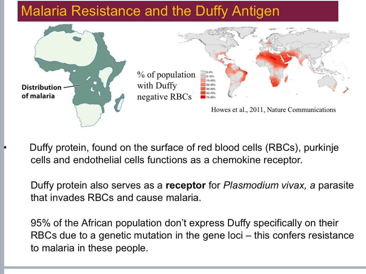 Malaria Resistance and the Duffy Antigen
Distribution
of malaria
% of population
with Duffy
negative RBCs
0-5%
15-10%
10-20%
20-30%
30-50%
50-70%
70-90%
Howes et al., 2011, Nature Communications
Duffy protein, found on the surface of red blood cells (RBCs), purkinje
cells and endothelial cells functions as a chemokine receptor.
Duffy protein also serves as a receptor for Plasmodium vivax, a parasite
that invades RBCs and cause malaria.
95% of the African population don't express Duffy specifically on their
RBCs due to a genetic mutation in the gene loci - this confers resistance
to malaria in these people.