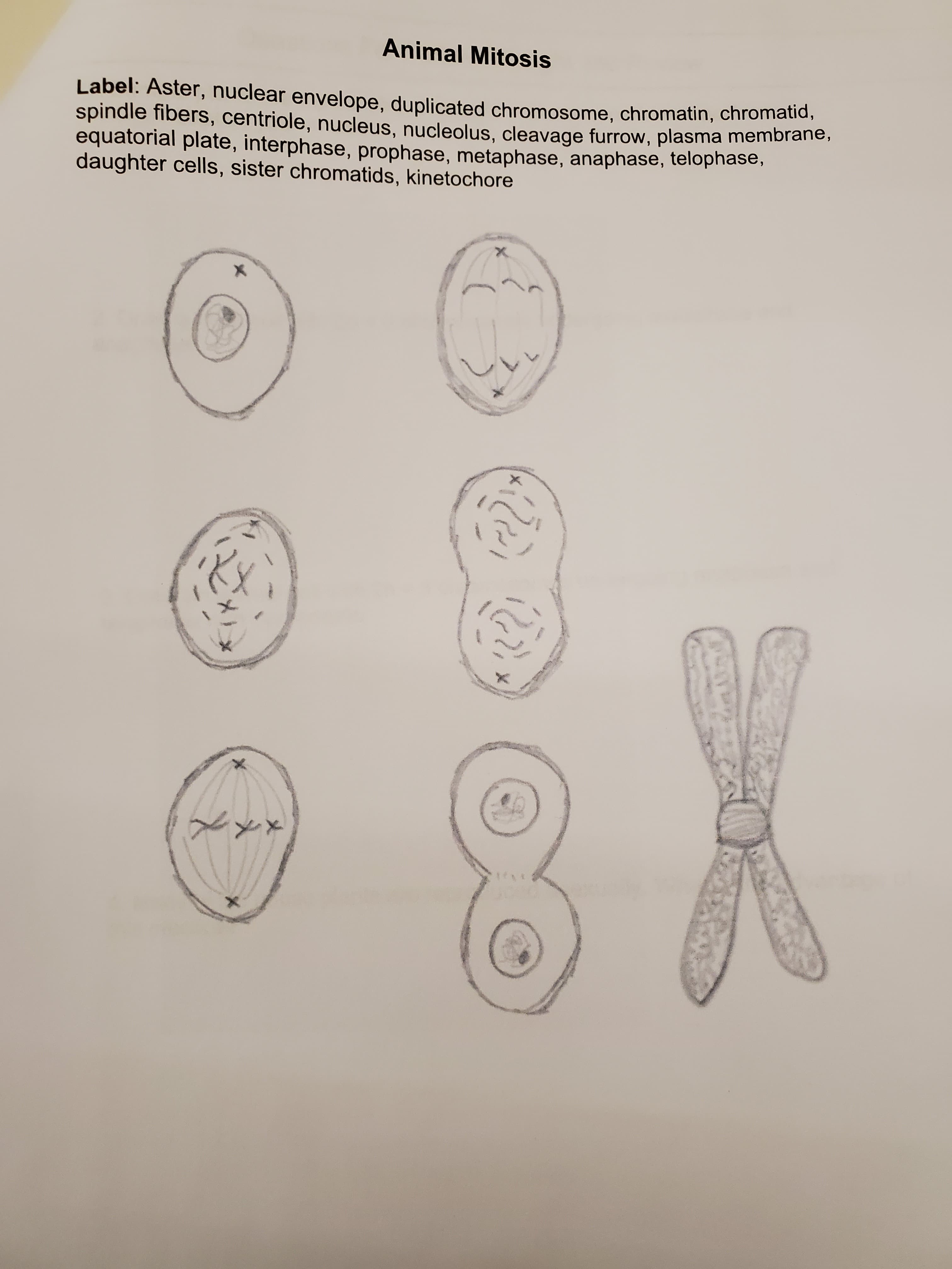 Animal Mitosis
Label: Aster, nuclear envelope, duplicated chromosome, chromatin, chromatid,
spindle fibers, centriole, nucleus, nucleolus, cleavage furrow, plasma membrane,
equatorial plate, interphase, prophase, metaphase, anaphase, telophase,
daughter cells, sister chromatids, kinetochore
1t
A
