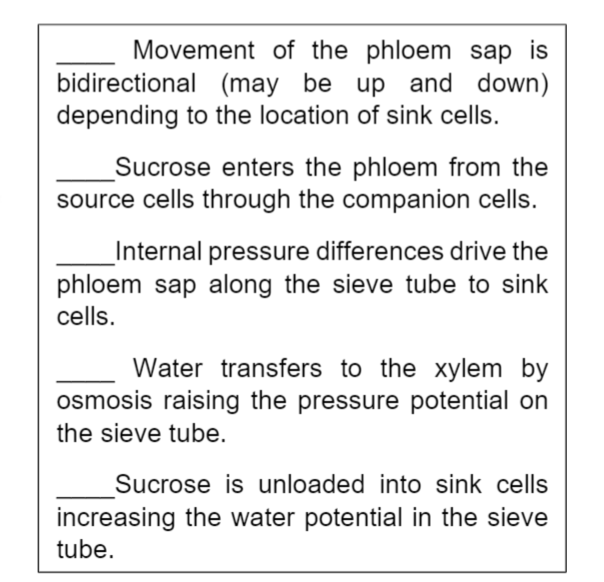 Movement of the phloem sap is
bidirectional (may be up and down)
depending to the location of sink cells.
Sucrose enters the phloem from the
source cells through the companion cells.
Internal pressure differences drive the
phloem sap along the sieve tube to sink
cells.
Water transfers to the xylem by
osmosis raising the pressure potential on
the sieve tube.
Sucrose is unloaded into sink cells
increasing the water potential in the sieve
tube.
