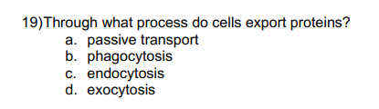 19) Through what process do cells export proteins?
a. passive transport
b. phagocytosis
c. endocytosis
d. exocytosis